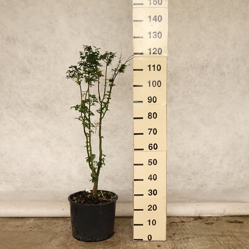 Acer palmatum Shishigashira - Japanese Maple 18L/20L pot sample as delivered in summer