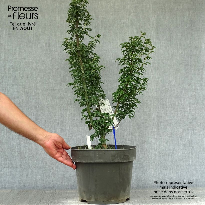 Acer palmatum Shishigashira - Japanese Maple 7.5L/10L pot sample as delivered in summer