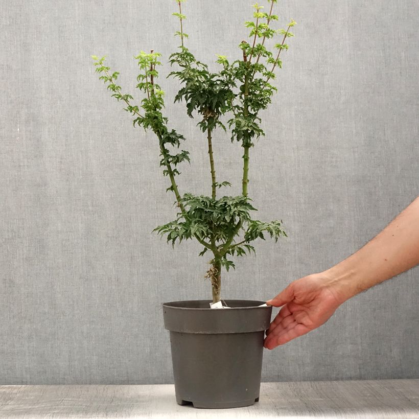 Acer palmatum Shishigashira - Japanese Maple 3L/4L pot sample as delivered in summer