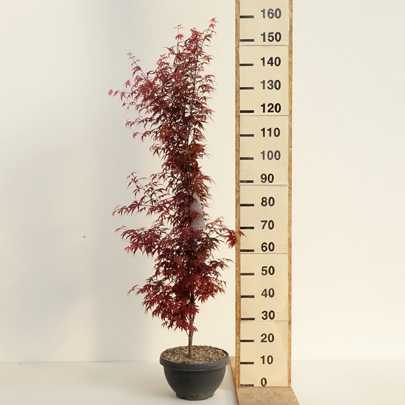 Acer palmatum Skeeters Broom - Japanese Maple 7.5L/10L bowl sample as delivered in spring