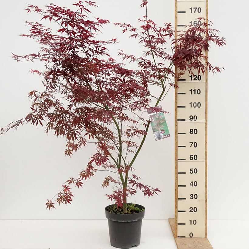 Acer palmatum Sumi-nagashi - Japanese Maple 7.5L/10L pot sample as delivered in spring