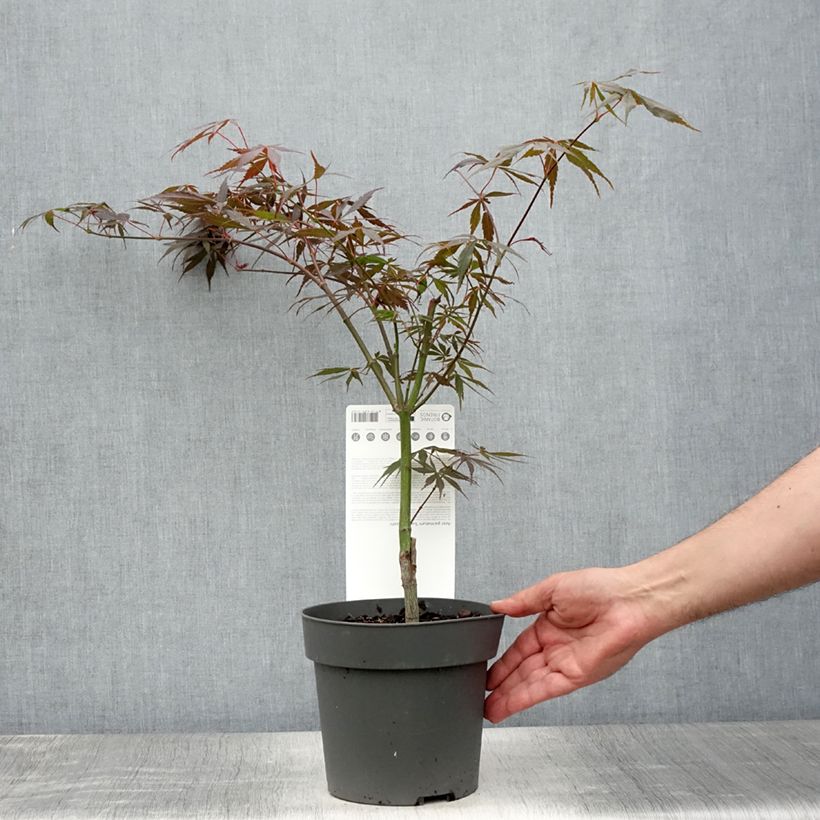 Acer palmatum Sumi-nagashi - Japanese Maple 3L/4L pot sample as delivered in summer