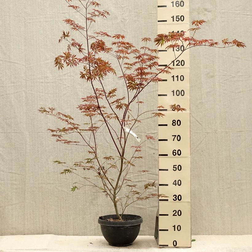 Acer palmatum Trompenburg - Japanese Maple 6L/7L pot sample as delivered in summer