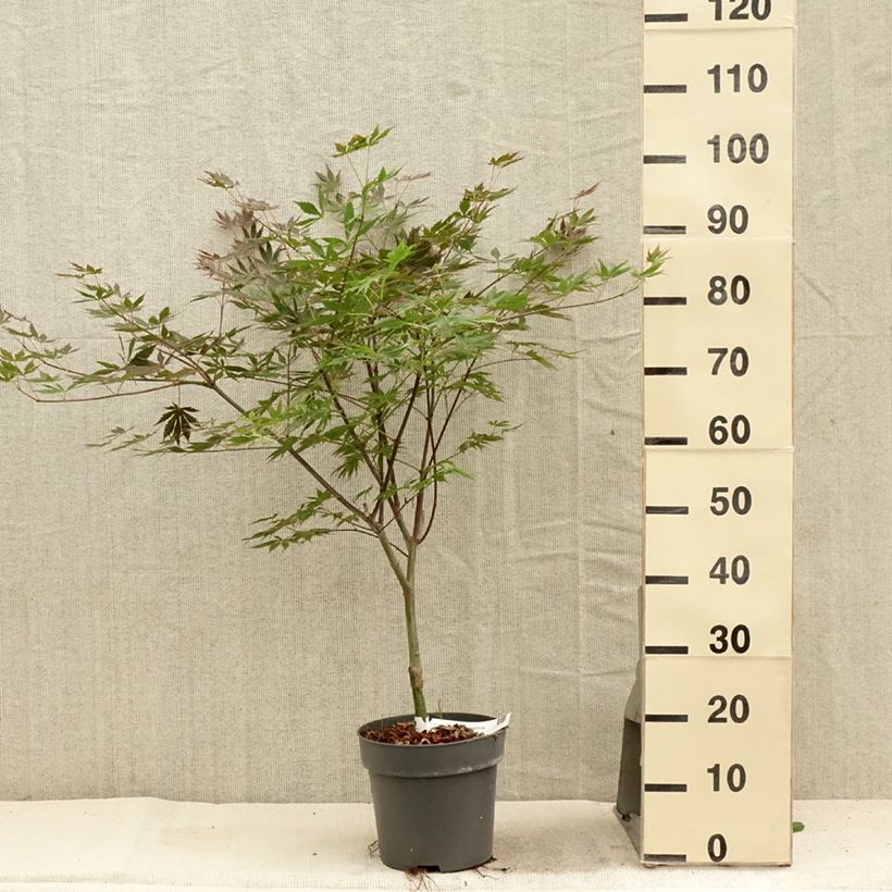 Acer palmatum Trompenburg - Japanese Maple 3L/4L pot sample as delivered in summer