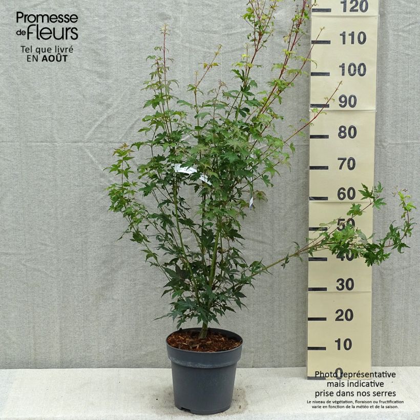 Acer palmatum Tsukasa Silhouette - Japanese Maple 6L/7L pot sample as delivered in summer