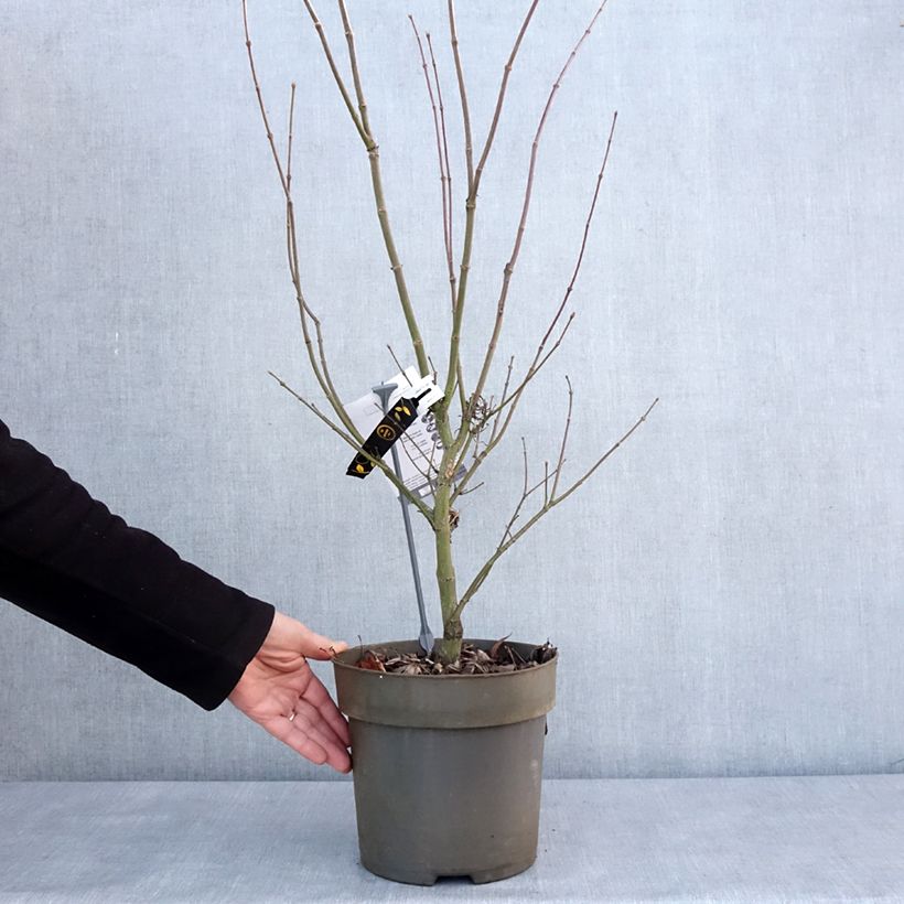 Acer palmatum var. linearilobum Villa Taranto - Japanese Maple 4L/5L pot sample as delivered in winter