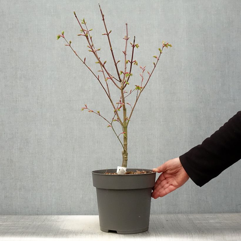Acer shirasawanum Moonrise Munn001 - Japanese Maple 6L/7L pot sample as delivered in spring