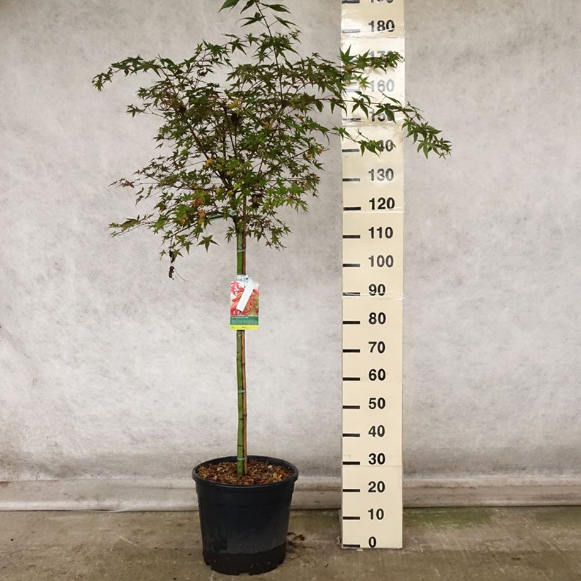 Acer palmatum Beni Maiko - Japanese Maple 7.5L/10L pot sample as delivered in autumn