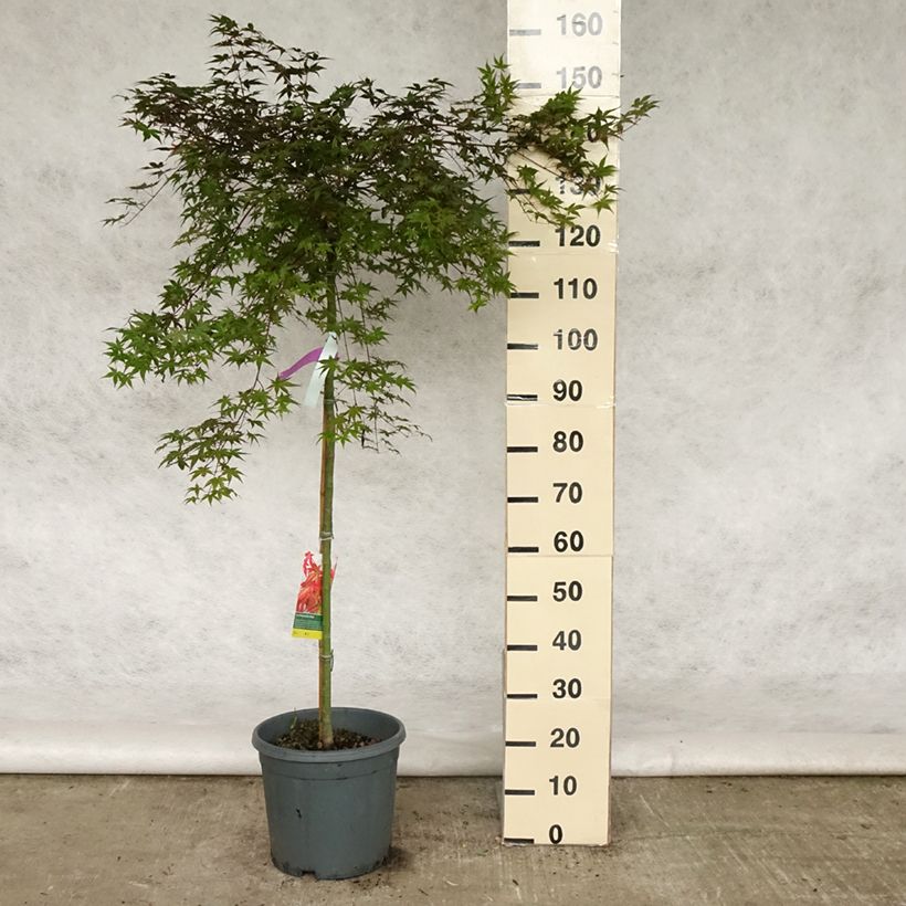 Acer palmatum Beni Maiko - Japanese Maple 7.5L/10L pot sample as delivered in spring