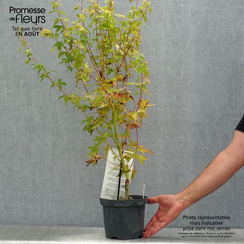 Acer palmatum Bi Hoo - Japanese Maple 2L/3L pot sample as delivered in summer
