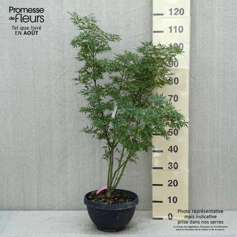 Acer palmatum Jerre Schwartz - Japanese Maple 7.5L/10L bowl sample as delivered in summer