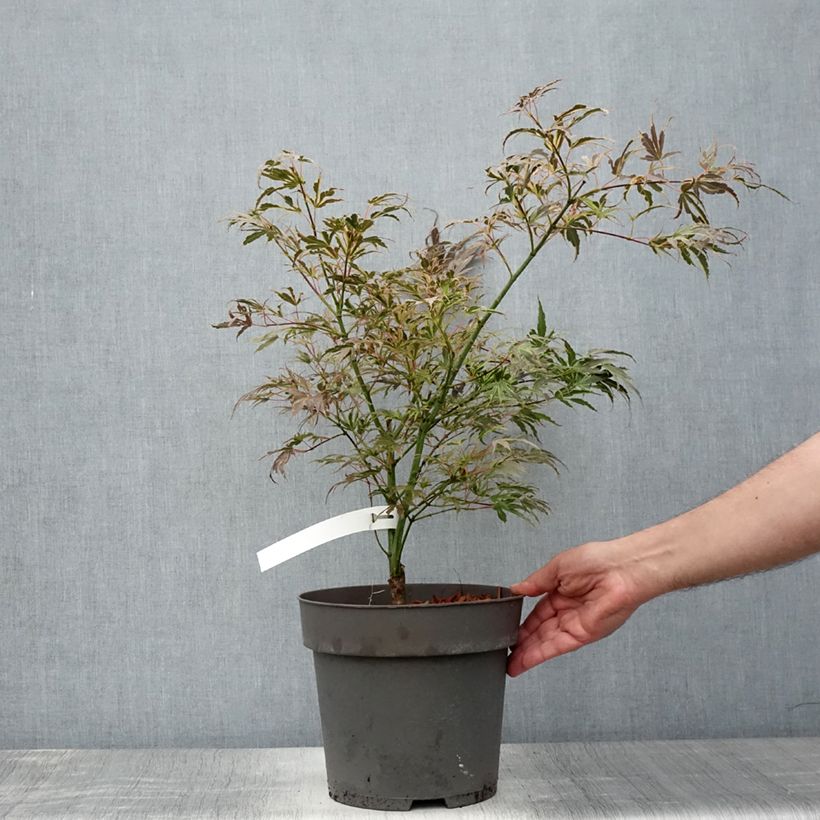 Acer palmatum Manyo-No-Sato - Japanese Maple 4L/5L pot sample as delivered in summer