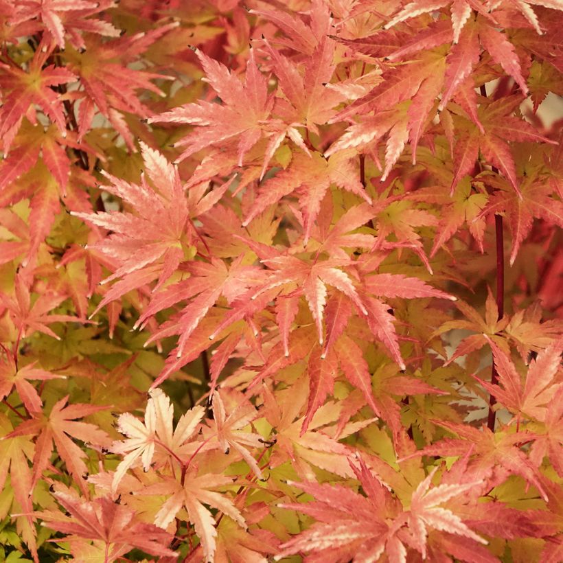 Acer palmatum Red Wood - Japanese maple (Foliage)