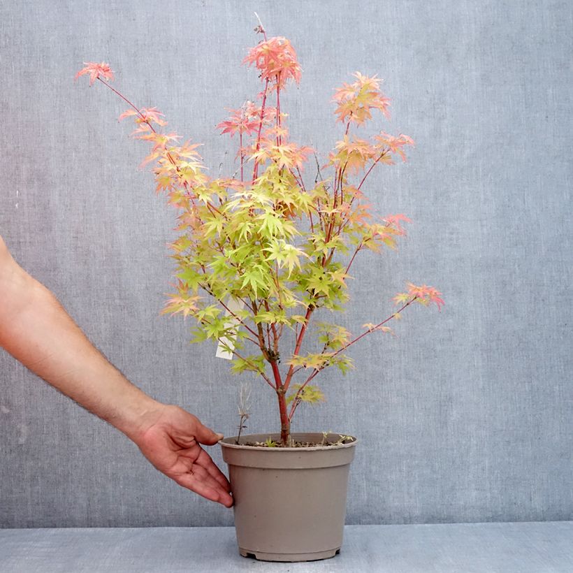 Acer palmatum Red Wood - Japanese maple 4L/5L pot sample as delivered in summer