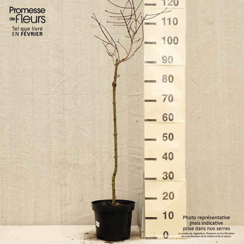 Acer Ample Surprise - Maple 4L/5L pot sample as delivered in winter