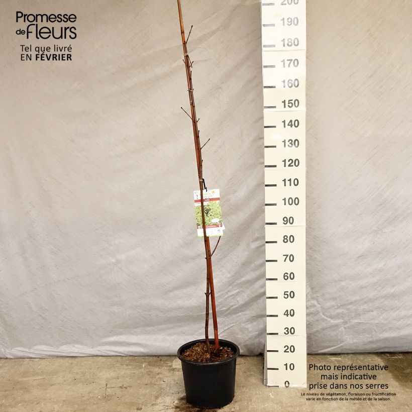 Acer platanoides Drummondii - Maple sample as delivered in winter