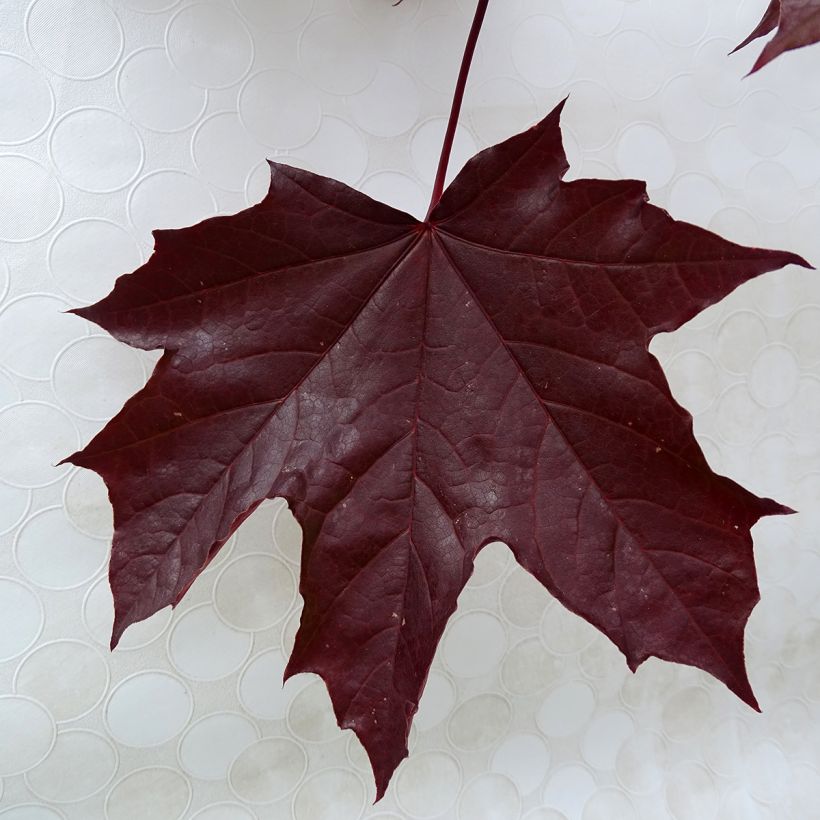 Acer platanoides Crimson King - Maple (Foliage)