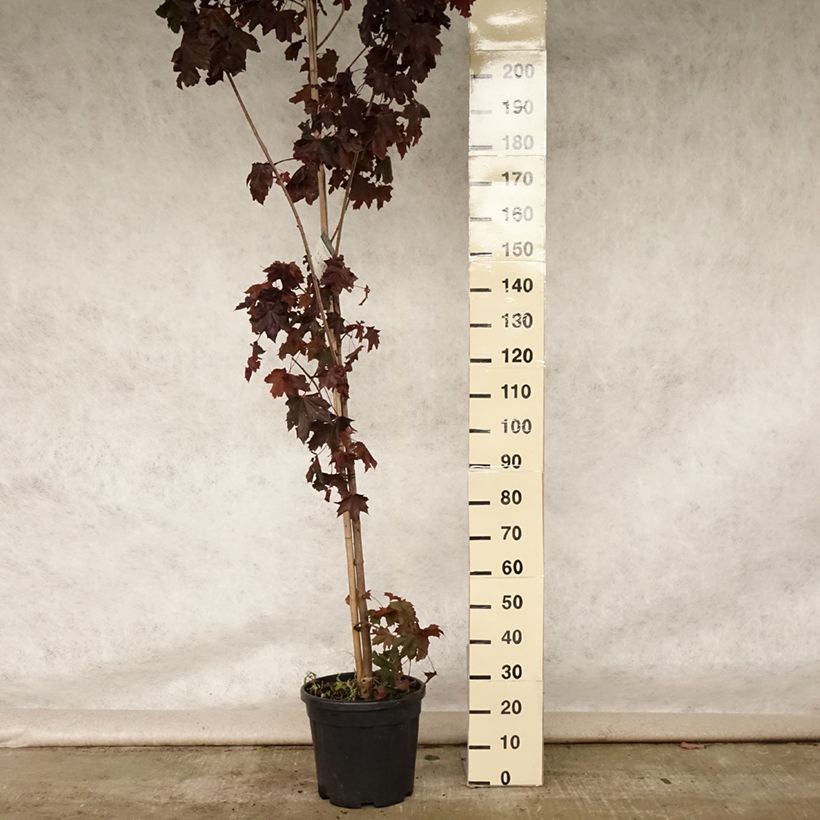 Acer platanoides Crimson King - Maple 20L/25L pot sample as delivered in summer
