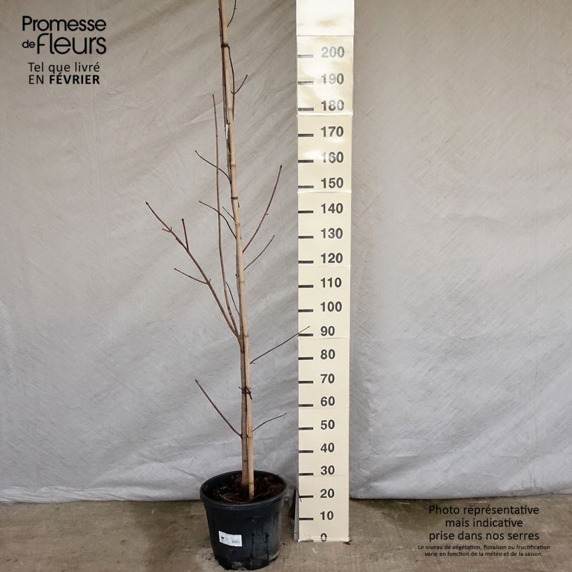 Acer platanoides Crimson King - Maple sample as delivered in winter