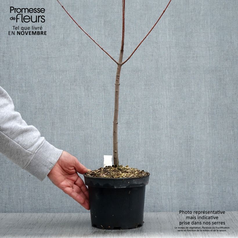 Acer rubrum - Maple 3L/4L pot sample as delivered in autumn