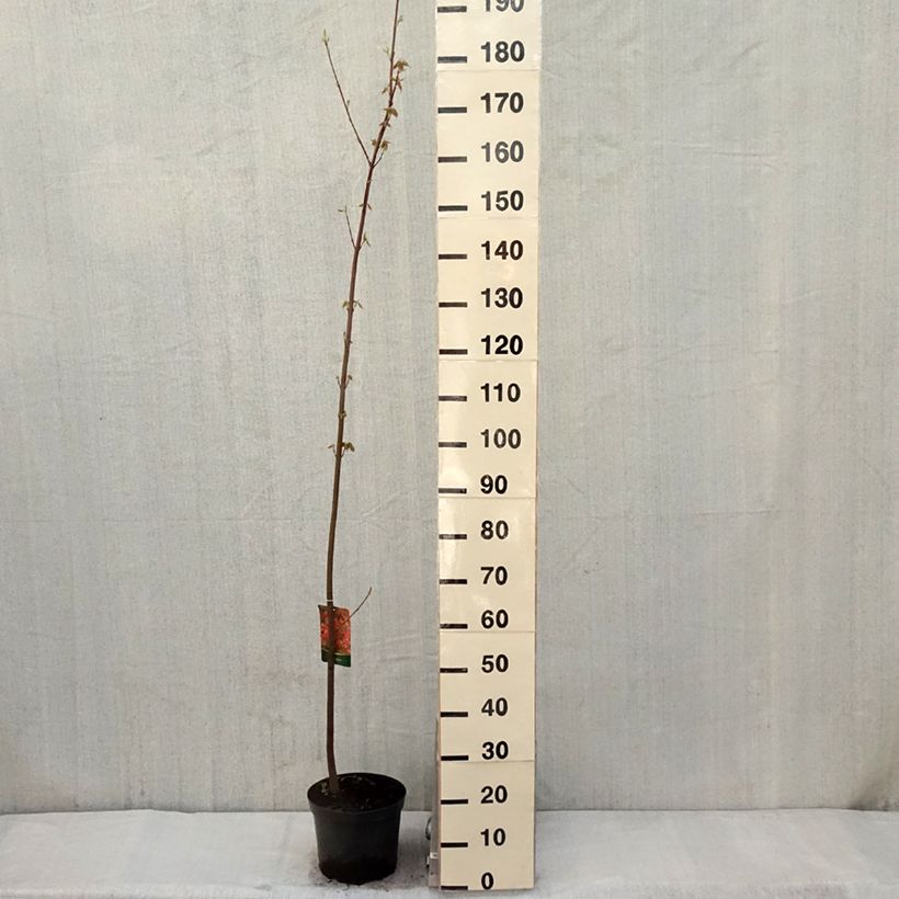 Acer rubrum - Maple sample as delivered in spring