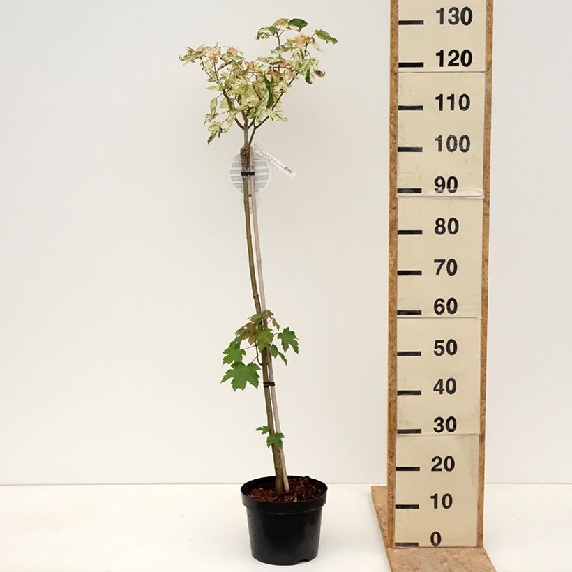Acer pseudoplatanus Simon-Louis Frères - Sycamore maple 4L/5L pot sample as delivered in spring