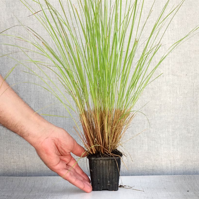 Eragrostis curvula 8/9 cm pot sample as delivered in summer
