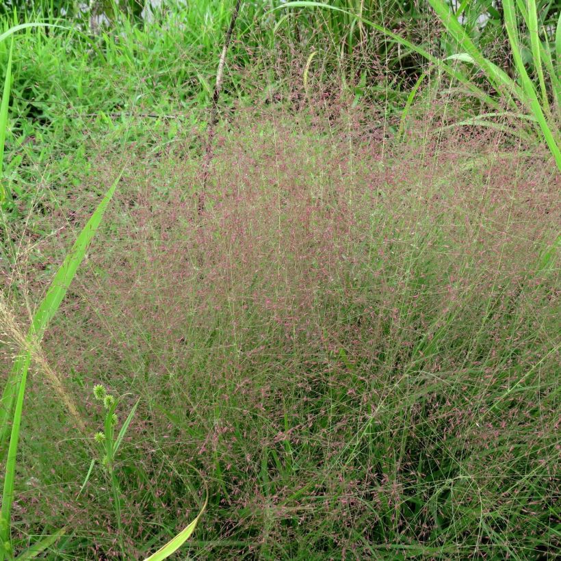 Eragrostis spectabilis (Plant habit)