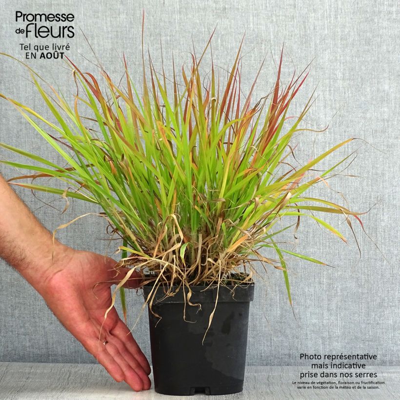 Eragrostis spectabilis 1.5L/2L pot sample as delivered in summer