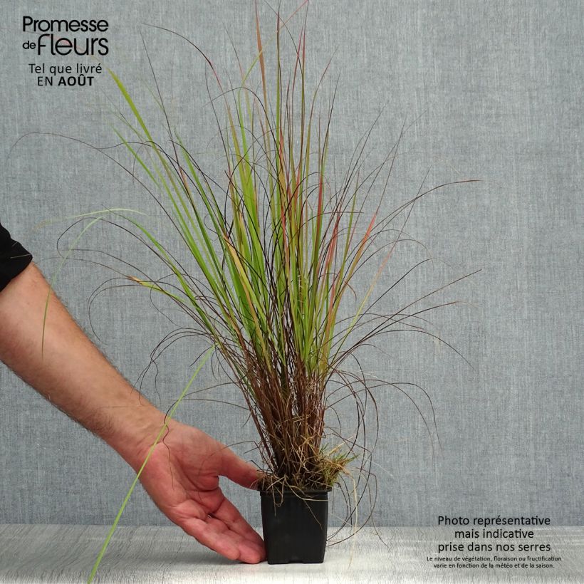 Eragrostis trichodes 8/9 cm pot sample as delivered in summer