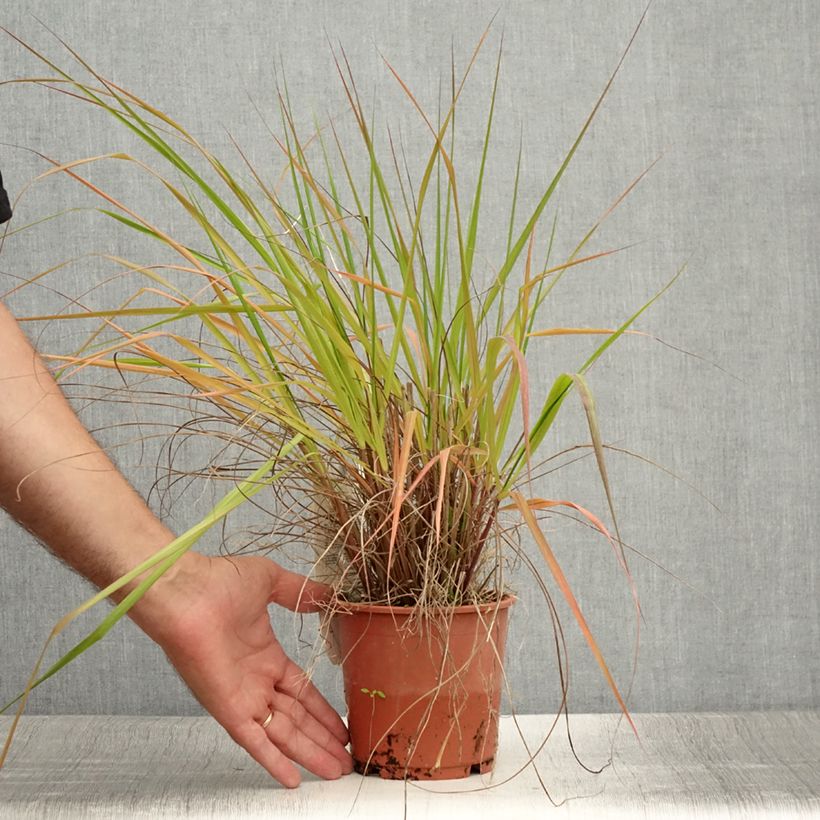Eragrostis trichodes 1L/1.5L pot sample as delivered in summer
