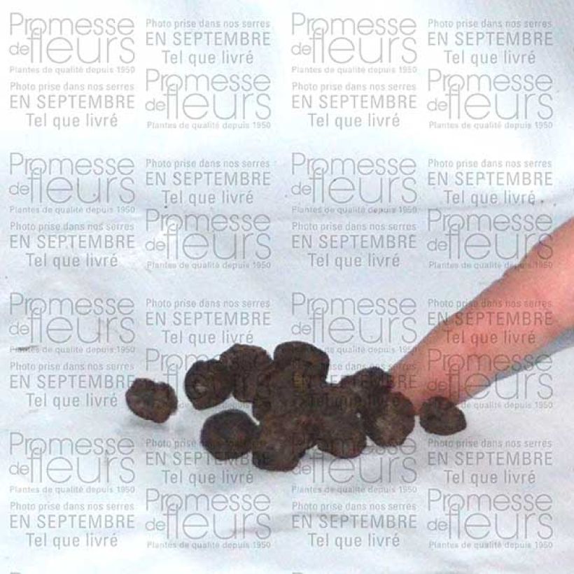 Example of Eranthis hyemalis - Winter Aconite Bulb size 4+ specimen as delivered