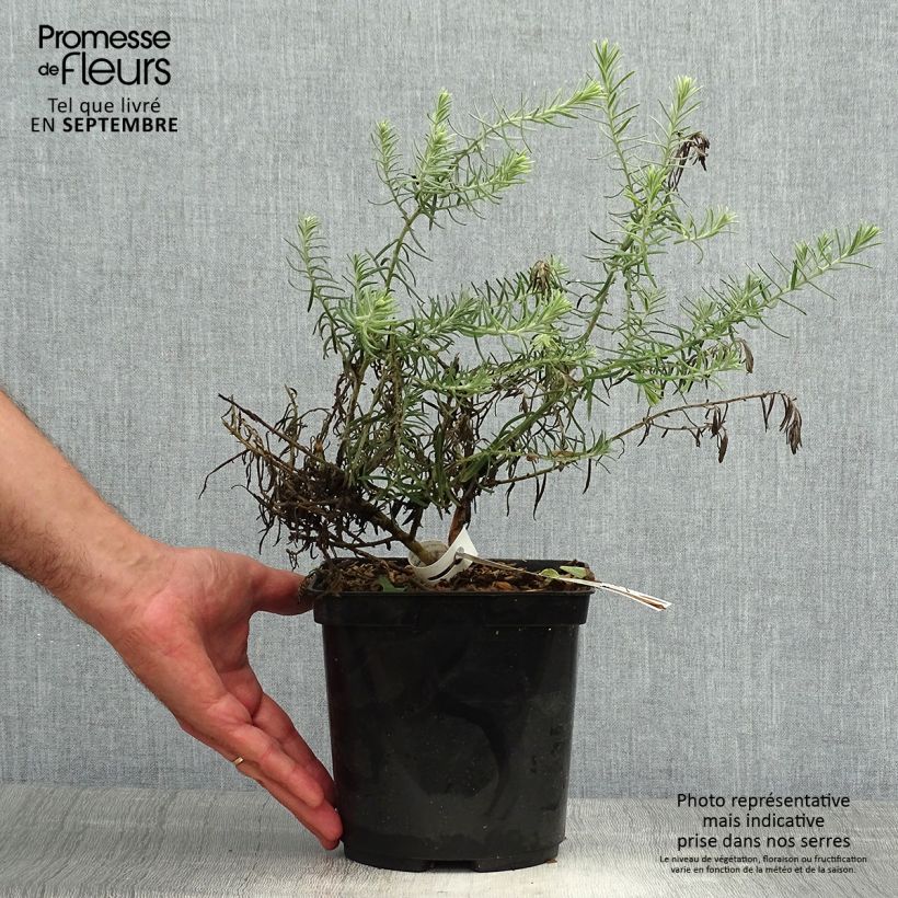Eremophila nivea Beryls Blue 3L/4L pot sample as delivered in autumn