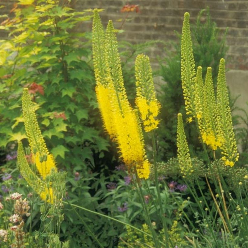 Eremurus bungei - Foxtail Lily (Plant habit)