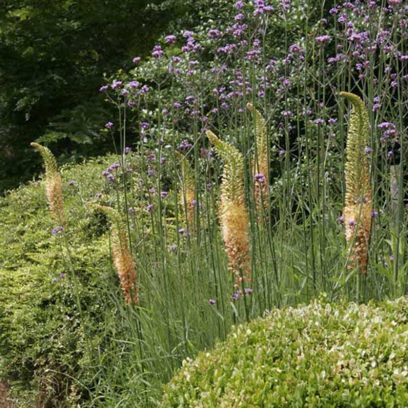 Eremurus isabellinus Cleopatra - Foxtail Lily (Plant habit)