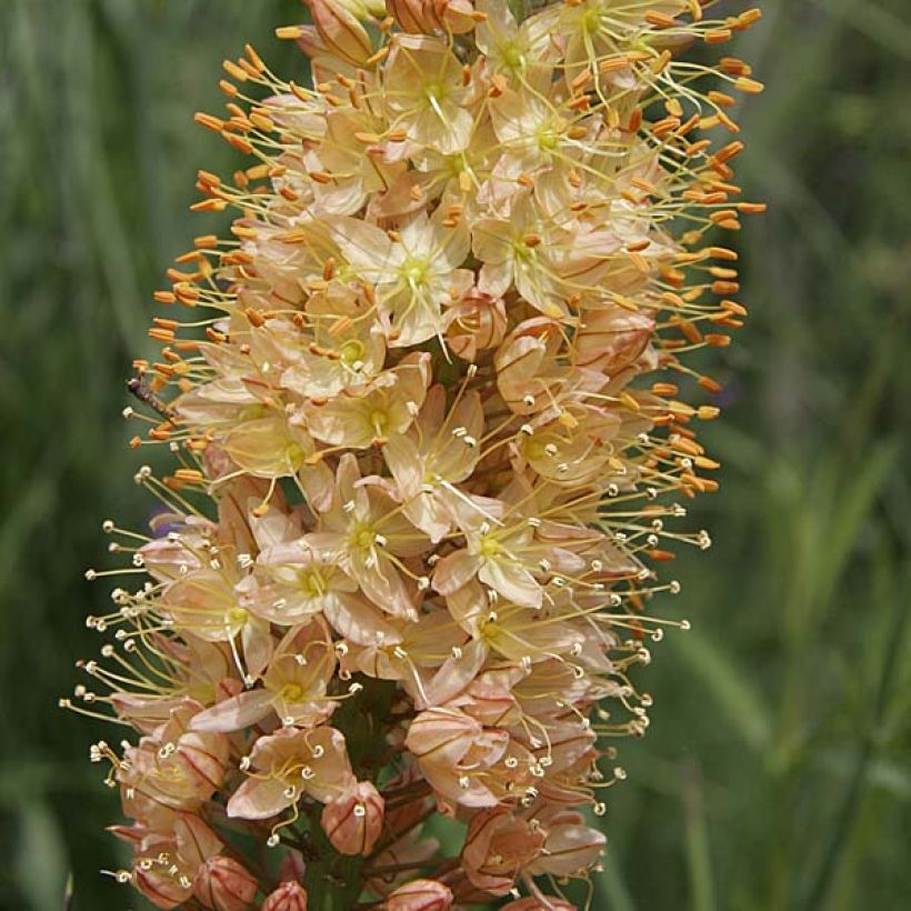 Eremurus isabellinus Cleopatra - Foxtail Lily (Flowering)