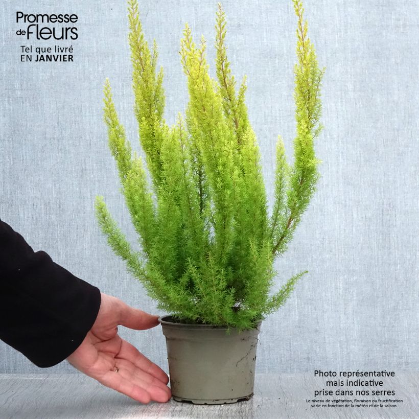Erica arborea Alberts Gold - Tree Heath 1L/1.5L pot sample as delivered in winter