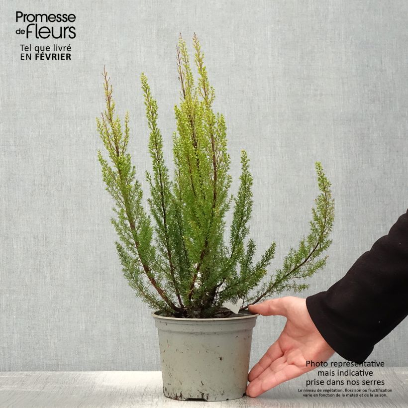 Erica arborea Alpina - Tree Heath 2L/3L pot sample as delivered in winter
