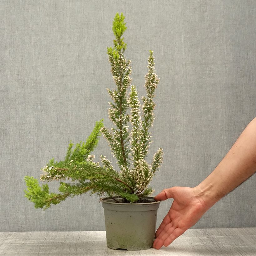 Erica arborea Alpina - Tree Heath 2L/3L pot sample as delivered in spring