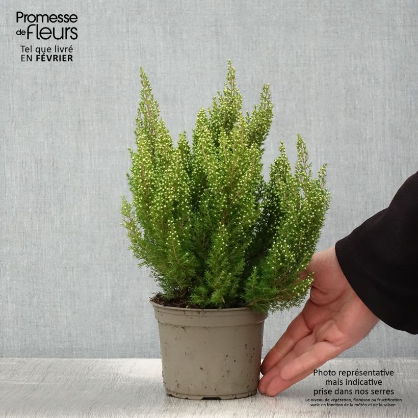 Erica arborea Estrella Gold - Tree Heath 1L/1.5L pot sample as delivered in winter