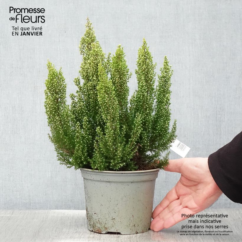 Erica arborea Estrella Gold - Tree Heath 2L/3L pot sample as delivered in winter