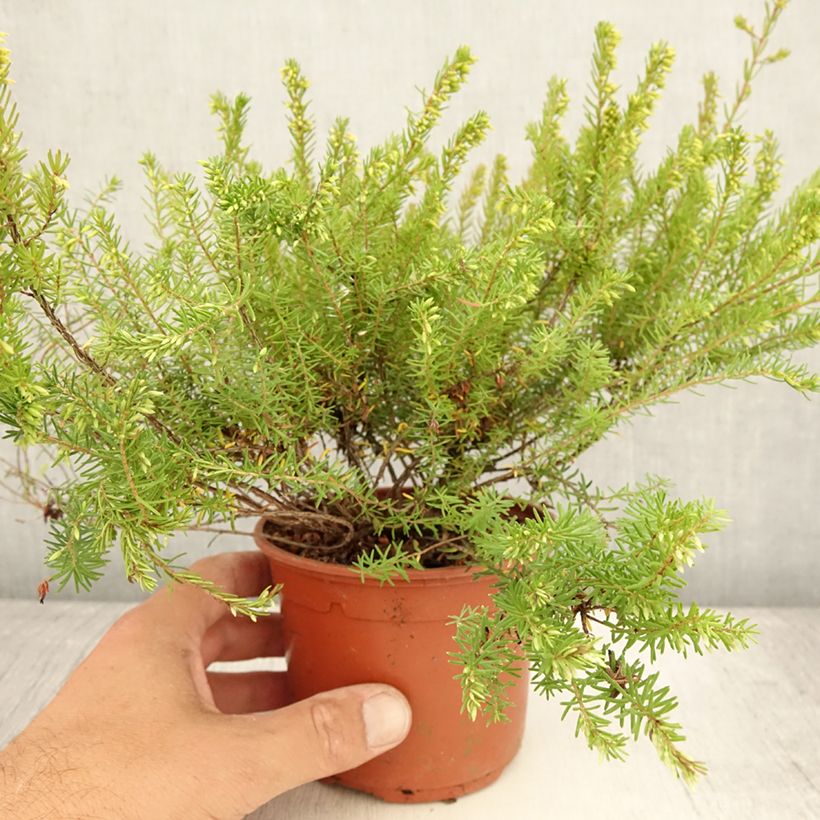 Erica x darleyensis Darley Dale 1L/1.5L pot sample as delivered in summer