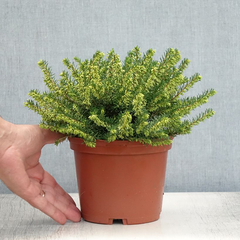 Erica x darleyensis Darley Dale 2L/3L pot sample as delivered in summer