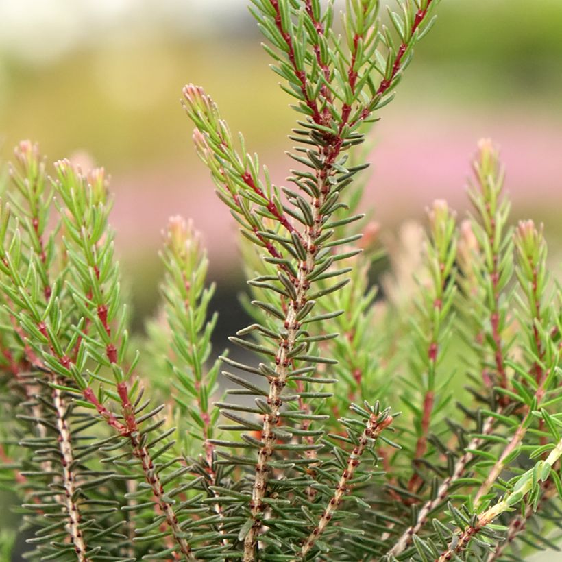 Erica x darleyensis Lea - Winter Heath (Foliage)