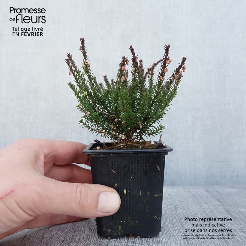 Erica x darleyensis Lea - Winter Heath 8/9 cm pot sample as delivered in winter