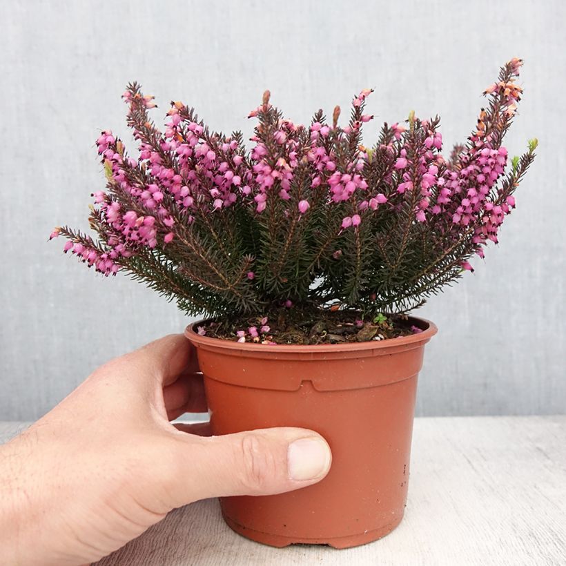 Erica x darleyensis Lea - Winter Heath 1L/1.5L pot sample as delivered in spring