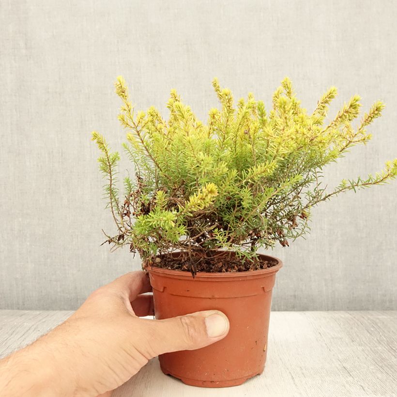 Erica x darleyensis Marie Helen - Winter Heath 1L/1.5L pot sample as delivered in summer