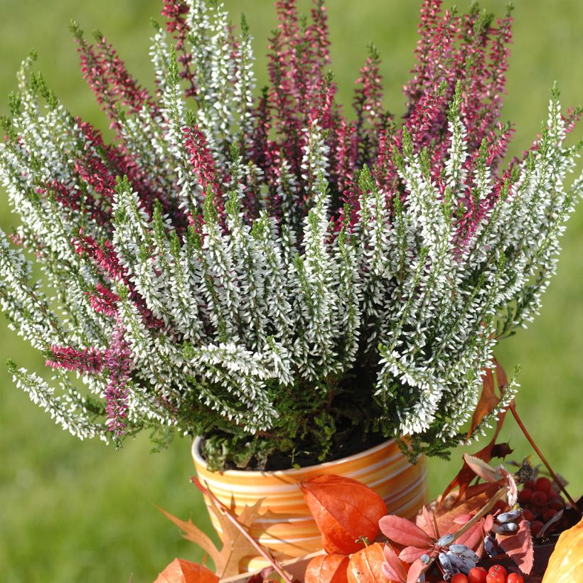 Erica darleyensis Trio - Winter Heath (Plant habit)