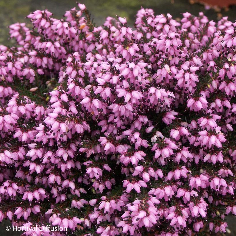 Erica darleyensis Tyann - Winter Heath (Flowering)
