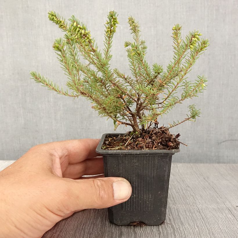 Erica darleyensis Tyann - Winter Heath 8/9 cm pot sample as delivered in summer